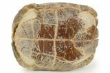 Colorful Inflated Fossil Tortoise (Stylemys) - South Dakota #373008-9